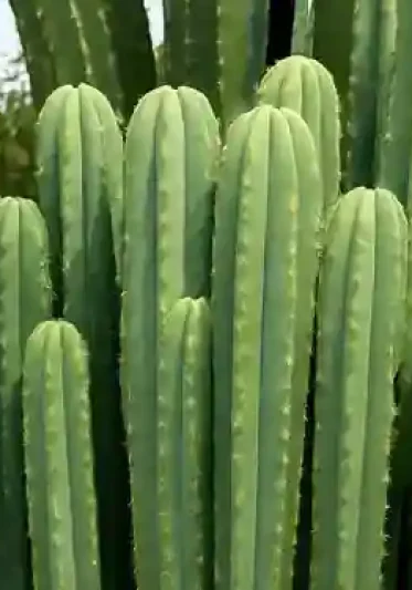 Huachuma - San Pedro